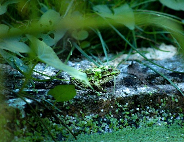 Téléchargement gratuit Frog Green Water - photo ou image gratuite à éditer avec l'éditeur d'images en ligne GIMP