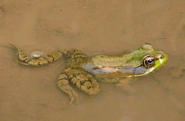 Descărcare gratuită Frog Green Waterpolo Pierces - fotografie sau imagini gratuite pentru a fi editate cu editorul de imagini online GIMP