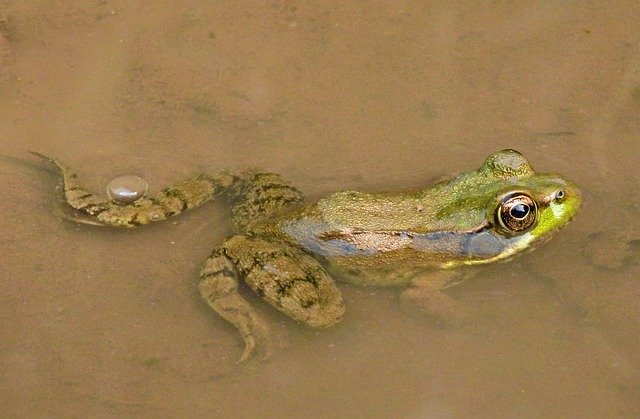 Free download Frog Green Waterpolo Pierces -  free photo or picture to be edited with GIMP online image editor