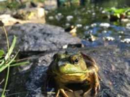 Free download Froggy Tuesday free photo or picture to be edited with GIMP online image editor