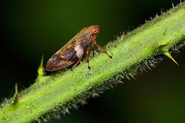 Free download Froghopper Macro Insect -  free photo or picture to be edited with GIMP online image editor