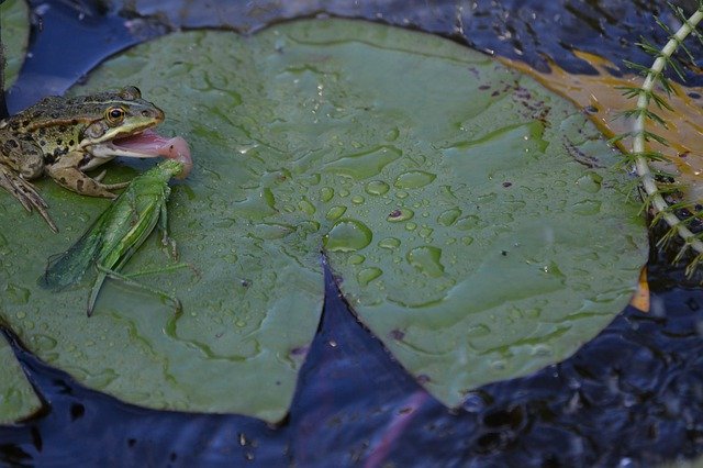 Free download Frog Insect Heusc -  free photo or picture to be edited with GIMP online image editor