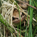 Frog in the grass  screen for extension Chrome web store in OffiDocs Chromium