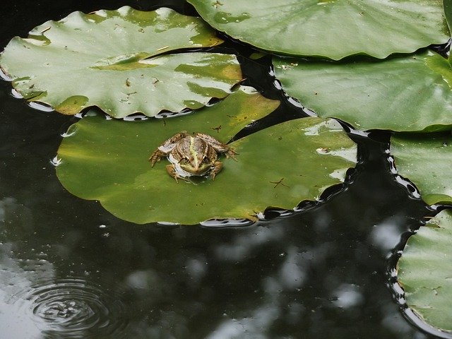 Téléchargement gratuit Frog Lake Nature - photo ou image gratuite à éditer avec l'éditeur d'images en ligne GIMP