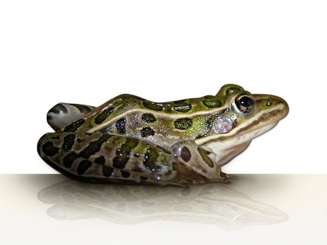 Free download Frog Leopard Amphibian -  free photo or picture to be edited with GIMP online image editor
