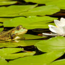 Frog lying on lotus leaf  screen for extension Chrome web store in OffiDocs Chromium