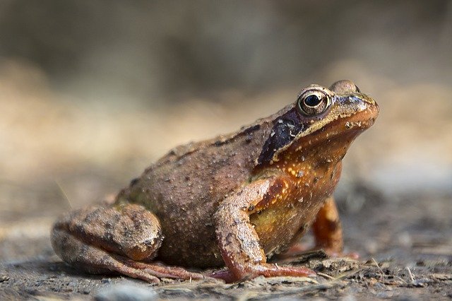 Free download Frog Macro Nature -  free photo or picture to be edited with GIMP online image editor