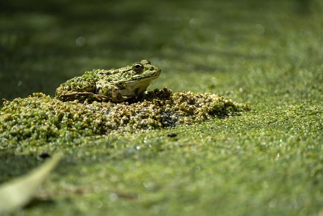 Free download frog marsh frog frog sitting free picture to be edited with GIMP free online image editor