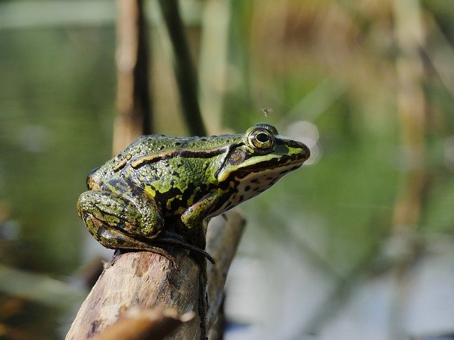 Free download Frog Moor Green -  free photo or picture to be edited with GIMP online image editor