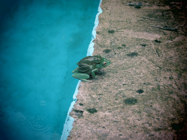 Free download frog mother bebe7 free picture to be edited with GIMP free online image editor