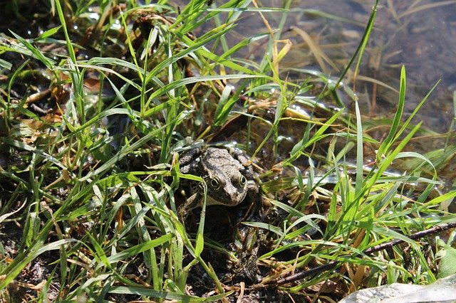 Bezpłatne pobieranie Frog Nature - darmowe zdjęcie lub obraz do edycji za pomocą internetowego edytora obrazów GIMP