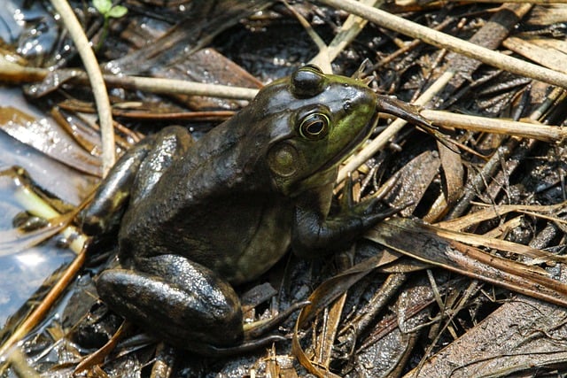Free download frog nature amphibian animal free picture to be edited with GIMP free online image editor