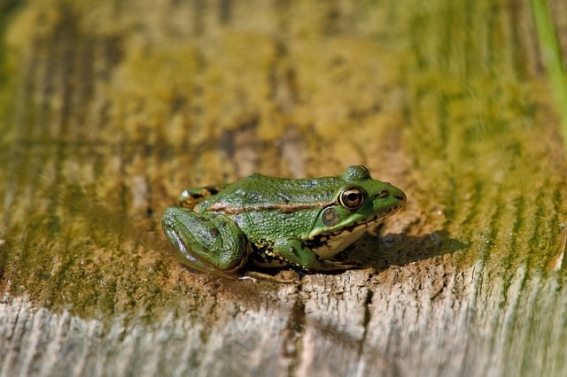 Free download frog nature amphibious animal pond free picture to be edited with GIMP free online image editor
