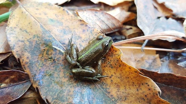 Free download Frog Nature Forest -  free free photo or picture to be edited with GIMP online image editor