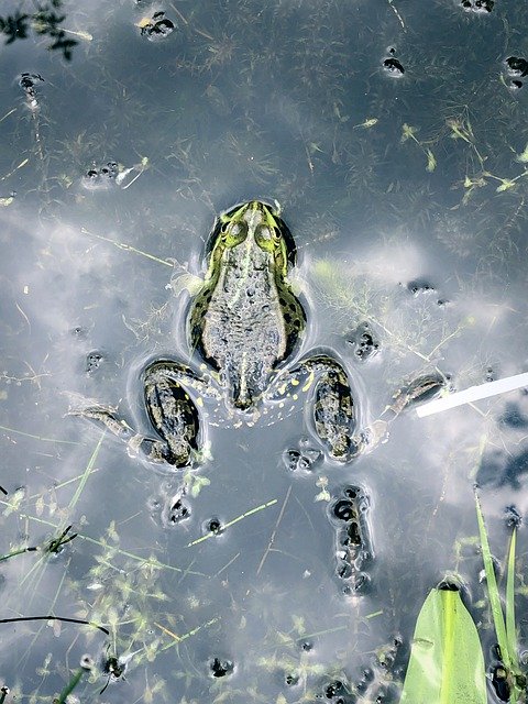 Free download Frog Nature Water -  free photo or picture to be edited with GIMP online image editor