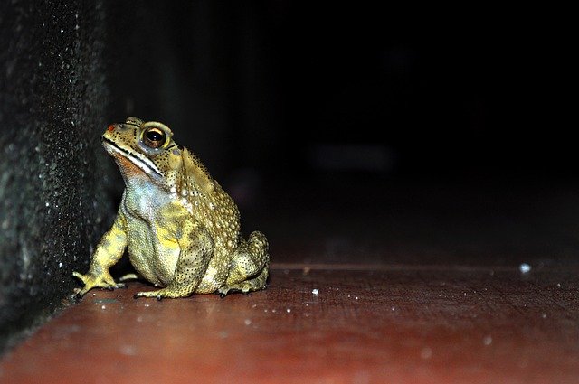 Muat turun percuma Frog Night Wildlife - foto atau gambar percuma untuk diedit dengan editor imej dalam talian GIMP