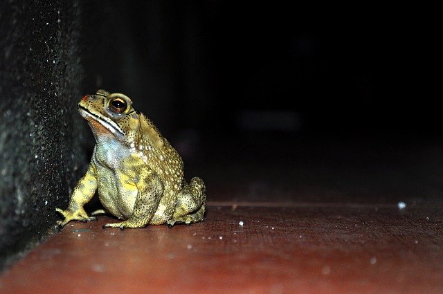 Free download Frog Night Wildlife -  free photo or picture to be edited with GIMP online image editor