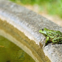 Frog nuggets  screen for extension Chrome web store in OffiDocs Chromium