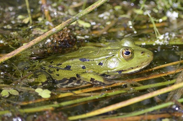 Gratis download Frog Pond Nature - gratis foto of afbeelding om te bewerken met GIMP online afbeeldingseditor