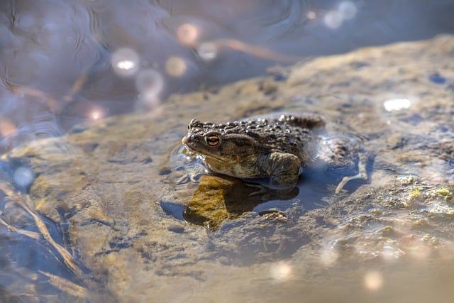 Free download frog pond water amphibian swim free picture to be edited with GIMP free online image editor