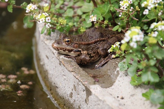 Free download Frogs Amphibians White Flowers -  free photo or picture to be edited with GIMP online image editor