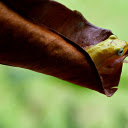 Frogs hide in leaves  screen for extension Chrome web store in OffiDocs Chromium