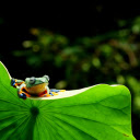 frog sitting on lotus leaf  screen for extension Chrome web store in OffiDocs Chromium