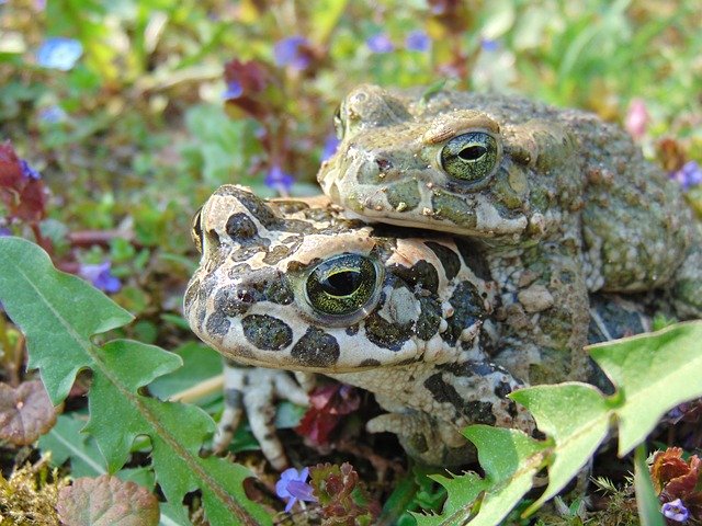 Descarga gratuita Frog Spring Nature: foto o imagen gratuita para editar con el editor de imágenes en línea GIMP