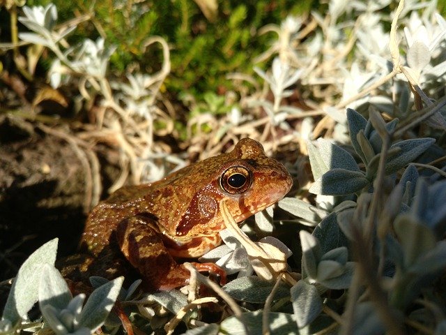 Bezpłatne pobieranie Frog Sun Hide - bezpłatne zdjęcie lub obraz do edycji za pomocą internetowego edytora obrazów GIMP