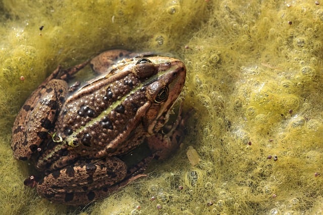 Descarga gratis la imagen gratuita del animal anfibio del sapo del pantano de la rana para editar con el editor de imágenes en línea gratuito GIMP