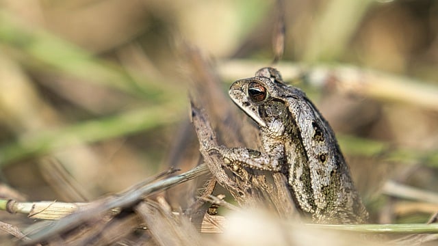 Бесплатно скачать лягушку жаба амфибию траву животное бесплатное изображение для редактирования в GIMP бесплатный онлайн-редактор изображений