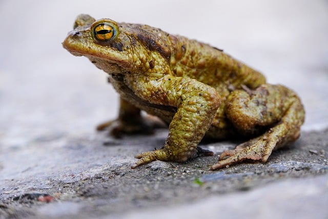 Free download frog toad common toad amphibian free picture to be edited with GIMP free online image editor