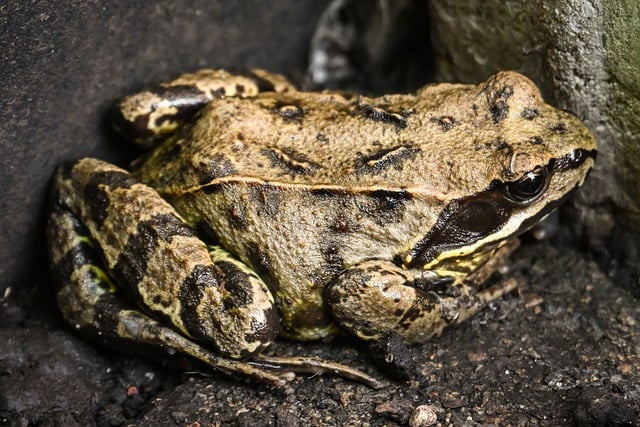 Free download frog toad nature amphibian animal free picture to be edited with GIMP free online image editor