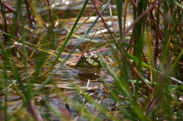 Free download frog toad pond river amphibious free picture to be edited with GIMP free online image editor