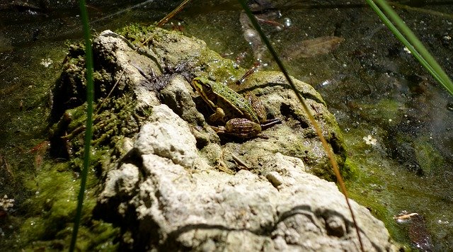 Téléchargement gratuit de Frog Toad Pools - photo ou image gratuite à éditer avec l'éditeur d'images en ligne GIMP