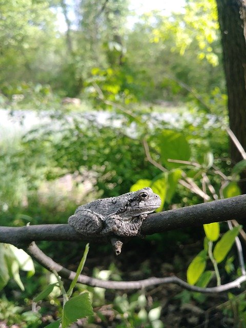 Téléchargement gratuit Frog Tree Amphibian - photo ou image gratuite à éditer avec l'éditeur d'images en ligne GIMP