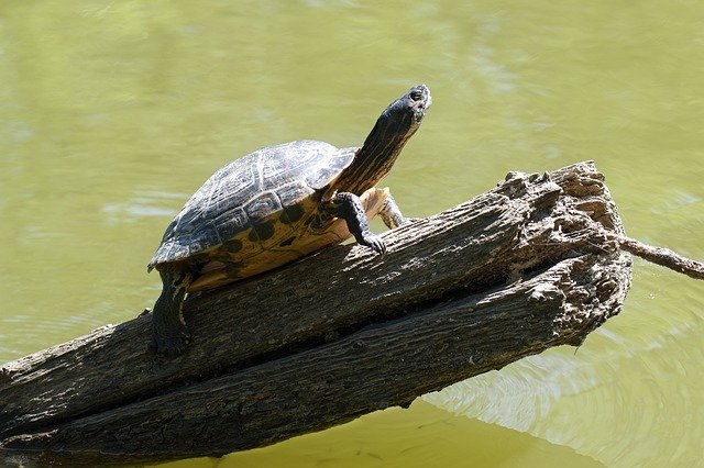 Безкоштовно завантажте Frog Turtle Shell — безкоштовну фотографію або зображення для редагування за допомогою онлайн-редактора зображень GIMP
