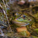 Frog under green moss  screen for extension Chrome web store in OffiDocs Chromium