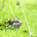 Frog under the duckweed  screen for extension Chrome web store in OffiDocs Chromium