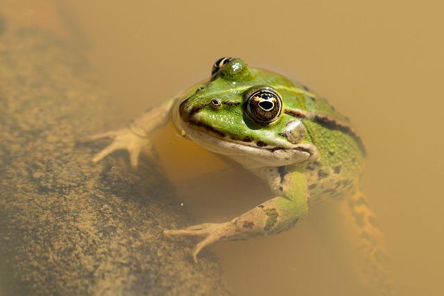 Free download frog water frog water lilies free picture to be edited with GIMP free online image editor