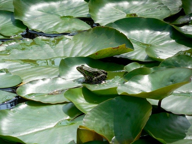 Free download Frog Waterlily Pond -  free photo or picture to be edited with GIMP online image editor