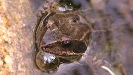 Free download Frog Water Pond -  free photo or picture to be edited with GIMP online image editor