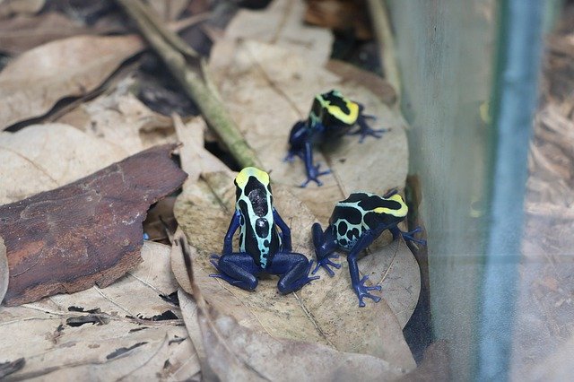 ดาวน์โหลดฟรี Frog Zoology Animal - ภาพถ่ายหรือรูปภาพฟรีที่จะแก้ไขด้วยโปรแกรมแก้ไขรูปภาพออนไลน์ GIMP