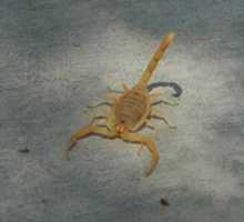 Free download Front view of the Bark Scorpion of Arizona free photo or picture to be edited with GIMP online image editor