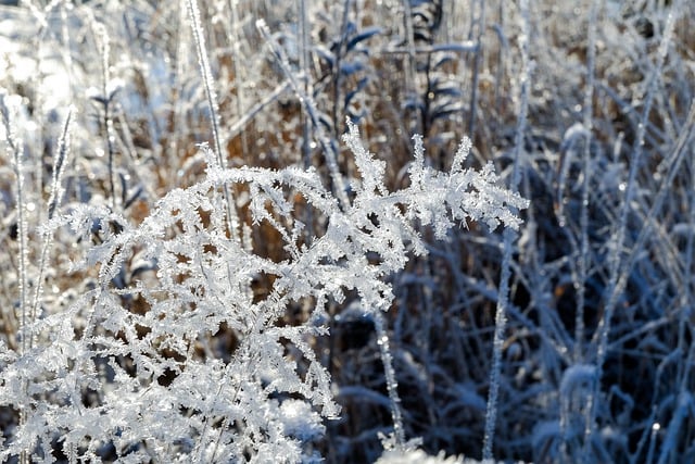 Free download frost blade of grass cold winter free picture to be edited with GIMP free online image editor