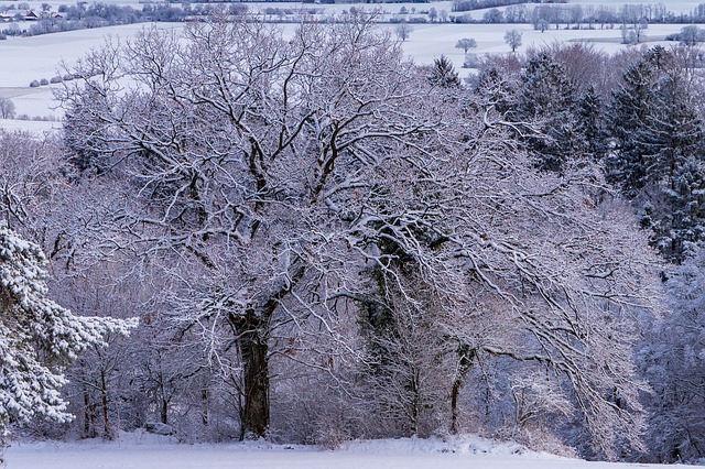 Gratis download Frost Cold Tree gratis fotosjabloon om te bewerken met GIMP online afbeeldingseditor