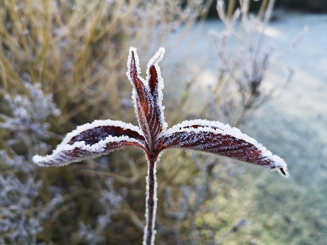 Download grátis Frost Cold Winter - foto ou imagem grátis para ser editada com o editor de imagens online GIMP