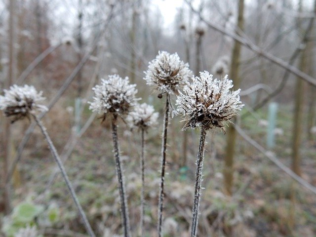 Скачать бесплатно Frost Crystal Ice - бесплатную фотографию или картинку для редактирования с помощью онлайн-редактора изображений GIMP