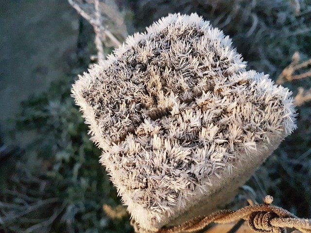 Téléchargement gratuit de Frost Crystals - photo ou image gratuite à modifier avec l'éditeur d'images en ligne GIMP