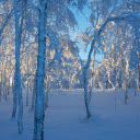 Frosted Forest Sunlight  screen for extension Chrome web store in OffiDocs Chromium